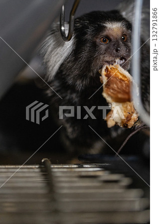 small marmoset is happily eating a food piece with great focus. The scene is set in a warm and inviting location with gentle lighting that enhances the moment. small marmoset is happily eating a food piece with great focus. The scene is set in a warm and inviting location with gentle lighting that enhances the moment. 132791866