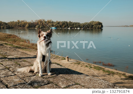 Calm red merle Border Collie sitting on a stone embankment by a wide river on a sunny autumn day. Peaceful outdoor scene with water and trees Calm red merle Border Collie sitting on a stone embankment by a wide river on a sunny autumn day. Peaceful outdoor scene with water and trees 132791874