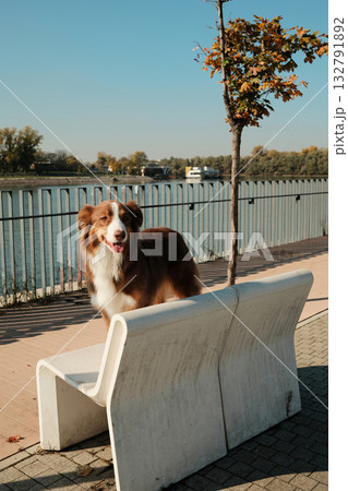 Red Australian Shepherd dog standing on white stone bench by the river on a clear autumn day 132791892