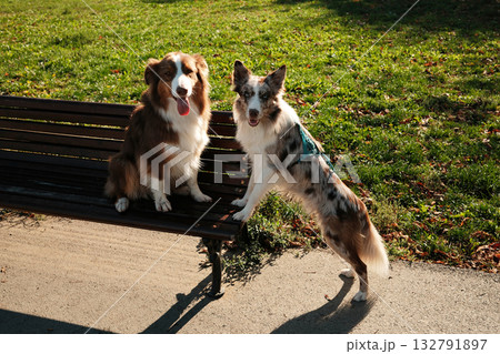 Two cheerful dogs, Border Collie and Australian Shepherd, relaxing together on a wooden bench in a sunny park Two cheerful dogs, Border Collie and Australian Shepherd, relaxing together on a wooden bench in a sunny park 132791897