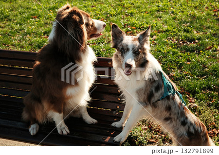 Two cheerful dogs, Border Collie and Australian Shepherd, relaxing together on a wooden bench in a sunny park Two cheerful dogs, Border Collie and Australian Shepherd, relaxing together on a wooden bench in a sunny park 132791899