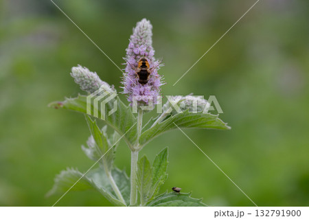 Sydney Australia, bee on purple mentha x piperita vulgaris or peppermint flower head Sydney Australia, bee on purple mentha x piperita vulgaris or peppermint flower head 132791900