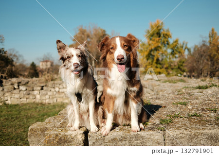 Two friendly dogs, red merle Border Collie and brown white Australian Shepherd, sitting together on an old stone wall under clear autumn sky Two friendly dogs, red merle Border Collie and brown white Australian Shepherd, sitting together on an old stone wall under clear autumn sky 132791901