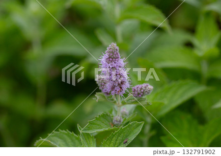 Fresh mint blossoms outdoors, mint flowers close up, peppermint flower. 132791902