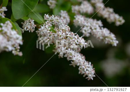 The privet (Ligustrum sinense) blooms in spring in the secondary forest on the hill. 132791927