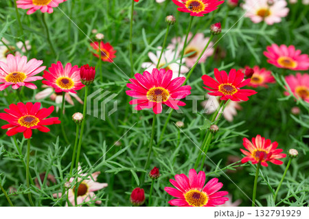 Argyranthemum frutescens in the garden. Red and pink flowers in the field, a summer floral background. Argyranthemum frutescens in the garden. Red and pink flowers in the field, a summer floral background. 132791929