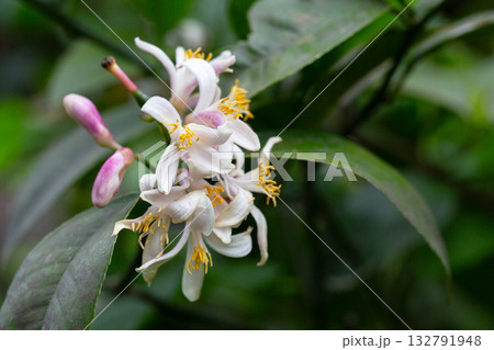 A vertical closeup of a mandarin orange (Citrus reticulata) tree with blooming flowers A vertical closeup of a mandarin orange (Citrus reticulata) tree with blooming flowers 132791948