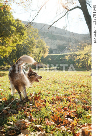 Energetic red merle Border Collie dog running across fallen leaves under warm sunlight in a peaceful autumn park Energetic red merle Border Collie dog running across fallen leaves under warm sunlight in a peaceful autumn park 132791949