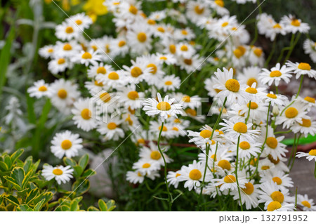 Wild chamomile in the field. Chamomile plant Matricaria Chamomilla. Wild chamomile in the field. Chamomile plant Matricaria Chamomilla. 132791952