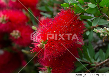 Close-up shot of beautiful Callistemon citrinus (called red bottlebrush) flower. Callistemon citrinus is native to Australia. Natural backgrounds, blossom, botany and wallpaper backgrounds. 132791957