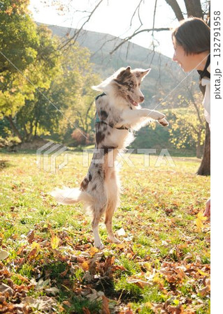 Border Collie stands on hind legs during training session with woman in sunlit autumn park. Female owner playing with dog in autumn park Border Collie stands on hind legs during training session with woman in sunlit autumn park. Female owner playing with dog in autumn park 132791958