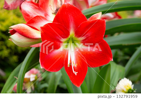 Flowers of Hippeastrum (Amaryllis) 'Ambiance' 132791959