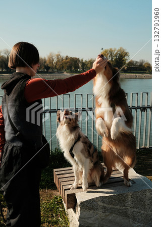 Woman feeds Australian Shepherd, Border Collies sits nearby performing tricks on a sunny autumn day near the river Woman feeds Australian Shepherd, Border Collies sits nearby performing tricks on a sunny autumn day near the river 132791960