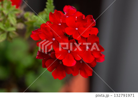 Isolated image of Verbena hybrida flower. A flower that means 'brilliant family, intelligence'. Isolated image of Verbena hybrida flower. A flower that means 'brilliant family, intelligence'. 132791971