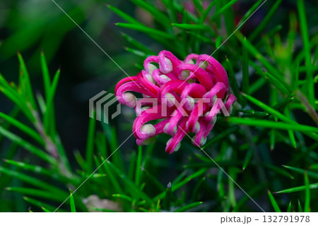 Grevillea juniperina, commonly known as juniper- or juniper-leaf grevillea or prickly spider-flower Grevillea juniperina, commonly known as juniper- or juniper-leaf grevillea or prickly spider-flower 132791978