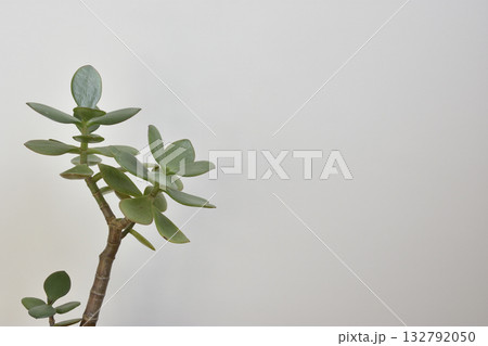 縁紅弁慶 132792050