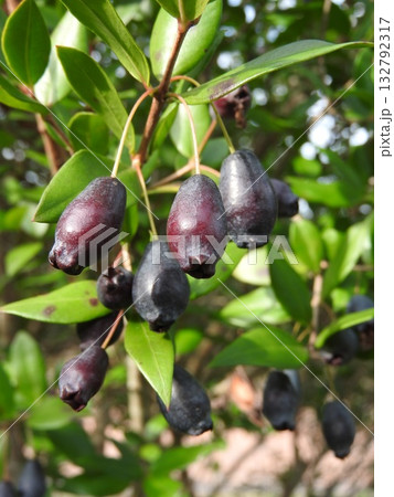 秋に実った「ギンバイカ」の果実 132792317