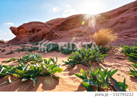 Little rock cliff formation in Wadi Rum desert, bright sun shines on red dust and rocks, Sea squill plants (Drimia maritima) in foreground, blue sky above 132793222