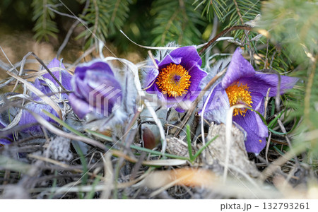 Greater pasque flower - Pulsatilla grandis - vibrant purple and yellow bloom head growing in dry grass under spruce tree 132793261