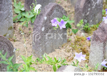 爽やか　桔梗の花　秋の七草 132793332