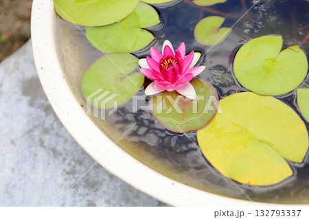 鮮やか 温帯スイレンの花 鮮やか 温帯スイレンの花 132793337