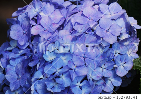青い紫陽花 青い紫陽花 132793341