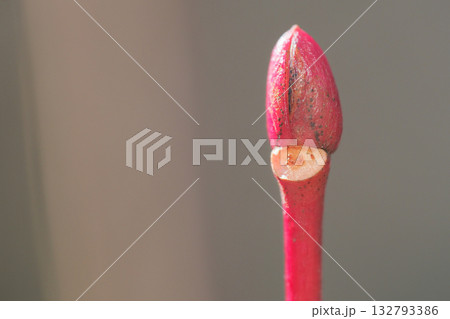 ネジキの葉痕と冬芽 132793386