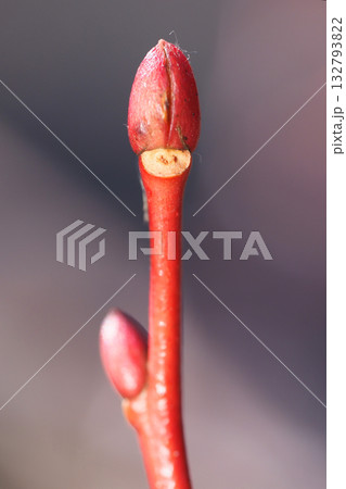 ネジキの葉痕と冬芽 132793822