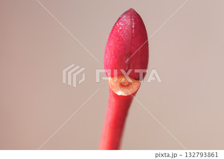 ネジキの葉痕と冬芽 ネジキの葉痕と冬芽 132793861