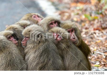 ヤクザル団子　防寒　世界自然遺産屋久島(冬 132793886