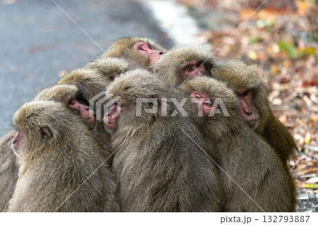 ヤクザル団子　防寒　世界自然遺産屋久島(冬 132793887