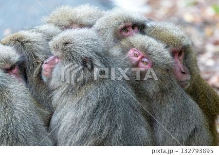 ヤクザル団子　防寒　世界自然遺産屋久島(冬 132793895