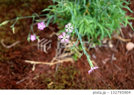 可愛い　秋の七草　河原撫子の花 132793904