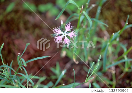 可愛い　秋の七草　河原撫子の花 132793905