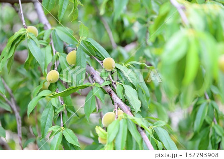 可愛い　梅の実 132793908