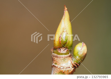 ホソバイヌビワの葉痕ろ冬芽 132793965