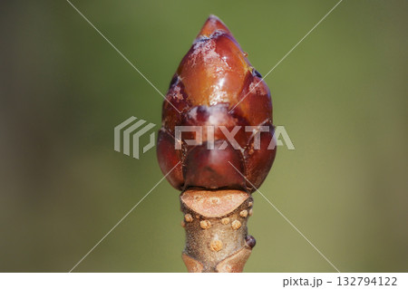 トチノキの葉痕と冬芽 132794122