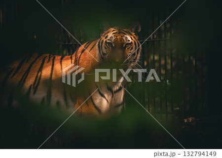 Tiger hiding in jungle shadows, wildlife nature photography 132794149