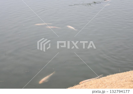 池の鯉 池の鯉 132794177