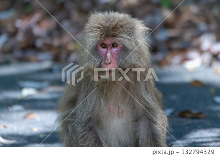 ヤクザル くつろぐ 世界自然遺産屋久島(春 ヤクザル くつろぐ 世界自然遺産屋久島(春 132794329