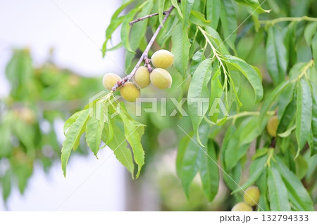 可愛い　梅の実 132794333
