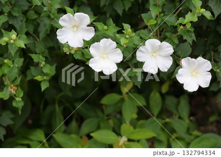 爽やか 木槿の花 爽やか 木槿の花 132794334