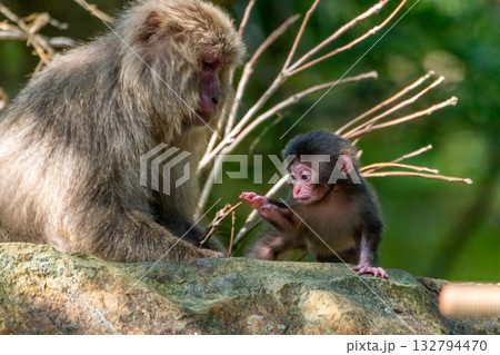 ヤクザル親子　くつろぐ　世界自然遺産屋久島(春 132794470