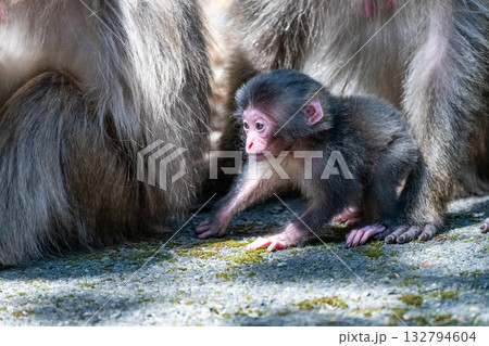 ヤクザルの子ども 遊ぶ 世界自然遺産屋久島(春 ヤクザルの子ども 遊ぶ 世界自然遺産屋久島(春 132794604