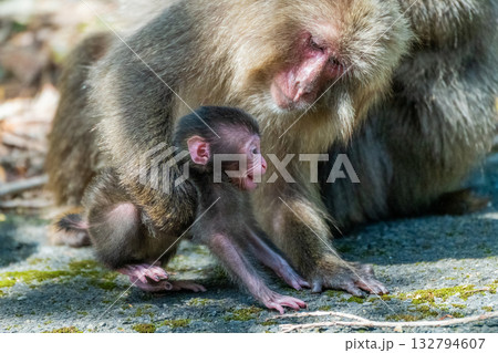 ヤクザルの子ども　遊ぶ　世界自然遺産屋久島(春 132794607
