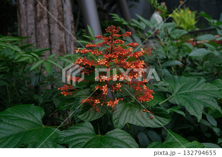 Pagoda Flower (Clerodendrum paniculatum) Pagoda Flower (Clerodendrum paniculatum) 132794655