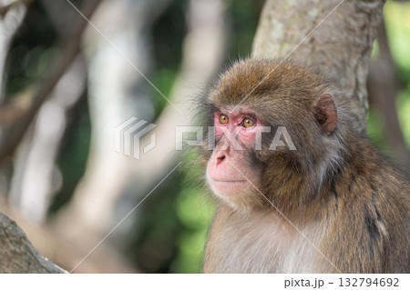 ニホンザル　嵐山モンキーパークいわたやま 132794692