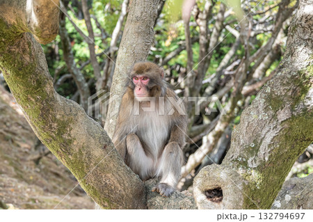 木の上のニホンザル　嵐山モンキーパークいわたやま 132794697