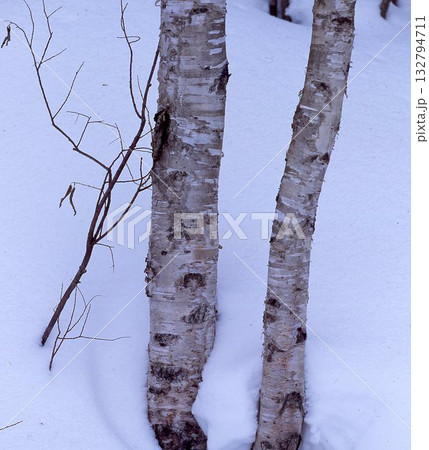 シラカバ 132794711