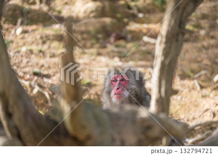 ニホンザル 嵐山モンキーパークいわたやま ニホンザル 嵐山モンキーパークいわたやま 132794721